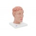 model ludzkiego mózgu z tętnicami u podstawy głowy, 8 części - 3b smart anatomy - 1017869 [c25] 3b scientific modele anatomiczne 4